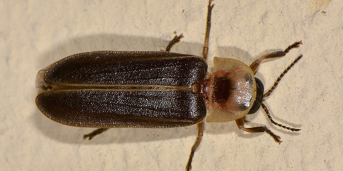 Lampyris fuscata